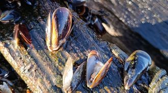 La�riada�de agua dulce tambi�n est� afectando al mejill�n de las bateas.