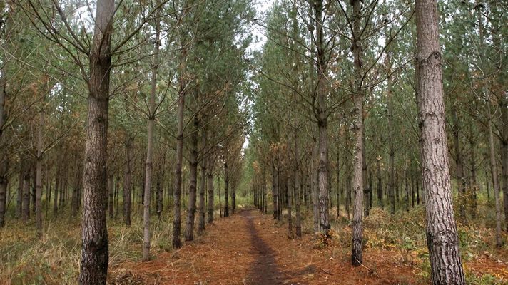 Una de las lecturas que puede hacerse de los datos del Inventario Forestal Continuo es que la moratoria parece haber logrado frenar la prdida de superficie de conferas que, segn Arume, se llevaba produciendo durante los aos anteriores. Todo pese al impacto de la banda marrn. En la imagen una plantacin de pinos en Adai, en Lugo.
