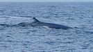 Ballena comn avistada este noviembre en aguas de Arousa.