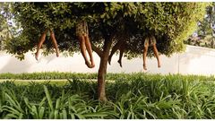 ��rbol�, una imagen representativa de la obra fotogr�fica de la artista holandesa Ellen Kooi