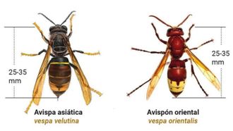 Detalle de la avispa asitica y el avispn oriental