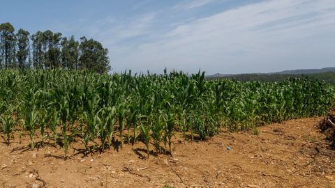 Plantaci&oacute;n de ma&iacute;z, en una imagen tomada ayer en la zona de&nbsp;Ponteceso