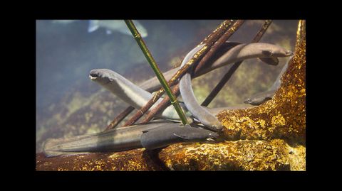 El ciclo vital de este curioso pez sigue guardando secretos para los cient�ficos