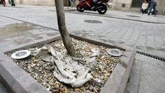 Alcorque de un �rbol en una calle de Vigo