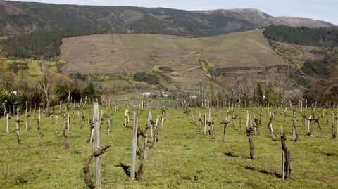 Vi&ntilde;as en llano, en primer plano, con otras en ladera al fondo, en la subzona de Quiroga