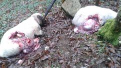Dos de las ovejas atacadas por el lobo en el lugar de Formariz