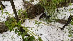 Cepas arrasadas por el pedrisco, el pasado mi�rcoles, en la ribera chantadina de San Fiz