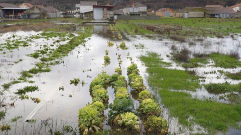 Imagen de una parcela en A Limia, donde los agricultores�denuncian que no les dejan limpiar los canales