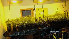 La Guardia Civil desmantela un laboratorio de marihuana en un chalet de Gij�n