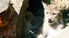 Imagen de un lince en Marcelle