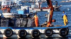 Los bateeiros trabajaban ayer al rev�s: en vez de llevar el mejill�n a tierra, lo llevaban de vuelta a las mejilloneras.