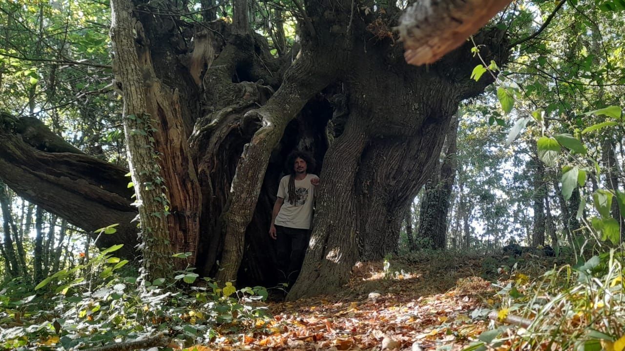 Más de ochenta árboles singulares en Sober, sin contar uno que ardió