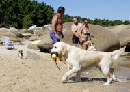 O Grove limita los espacios a los que pueden acceder las mascotas, pero tambi�n los habilita. 