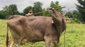 Ver�nika, la primera vaca que sabe usar herramientas