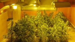 Incautan 187 plantas de marihuana en Oleiros