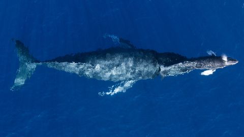 �Madre y cr�a�, otra de las im�genes merecedoras de entrar entre las mejores en la categor�a de vida salvaje