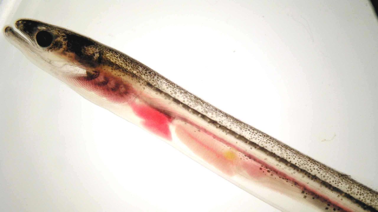 Las comunidades autónomas rechazan la propuesta de Transición Ecológica de declarar la anguila en peligro de extinción