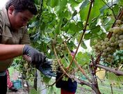 La denominaci�n de origen acaba de vendimiar 41 millones de kilos de albari�o.