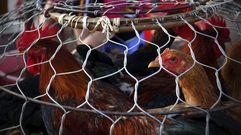 Pollos enjaulados en un mercado.