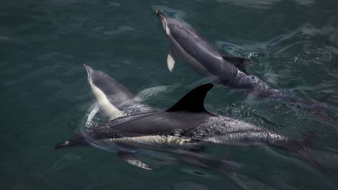 Imagen de archivo de unos delfines.