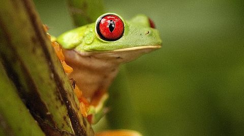 Una saliva reversible, el arma secreta de las ranas
