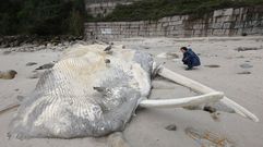 En febrero del 2025 var� una ballena en la playa de Pampaido, en Sanxenxo