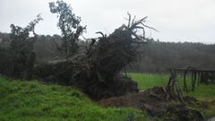 Ca�da de �rbol en A Estrada