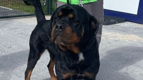 Imagen de archivo de un perro de raza rottweiler