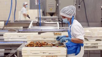 Una operaria de una conservera gallega,&nbsp;enlatando&nbsp;manualmente mejill&oacute;n