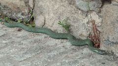 La serpiente med�a algo m�s de un metro, seg�n la Polic�a Local.