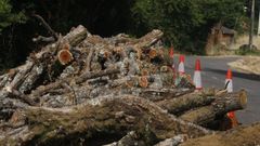 Madera de pino talada y acumulada