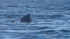 Avistamiento de una ballena entre Malpica y Baldaio