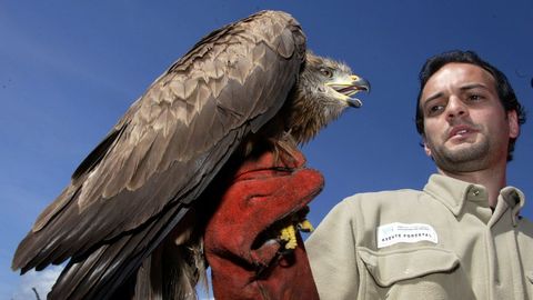 Milano negro (Milvus migrans)