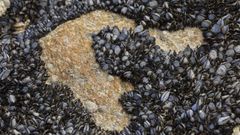 Mejilla en la Costa da Morte