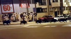 Ocho jabal�es recorren el centro de Cambre escoltados por la Polic�a Local