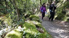 Marea de peregrinos en el camino portugu�s
