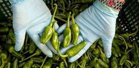 Por ahora, los productores de Pimerb�n pueden vender pimientos a granel a fruter�as y negocios. 