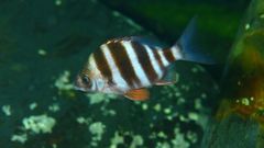 IM�GENES SUBMARINAS 