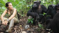 Atencia junto a tres chimpancs en el centro de rescate de Tchimpounga (Congo). All se intenta reintroducir a los animales en la selva, tras sufrir experiencias traumticas, dado que es una especie amenazada en frica por los cazadores y el trfico ilegal