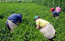 Los productores ya pueden distribuir con normalidad sus pimientos en �reas comerciales. 