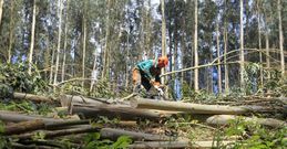 Trabajos forestales en la parroquia de Mera, en Ortigueira, en una imagen de archivo. 