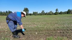 Esther Rodr�guez, empleada de la SAT Arealba, en una de las fincas en las que se abandon� la cosecha de ma�z por los sucesivos ataques de jabal�