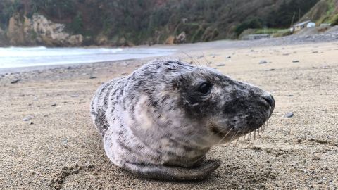 Foca avistada en la playa de Cadavedo
