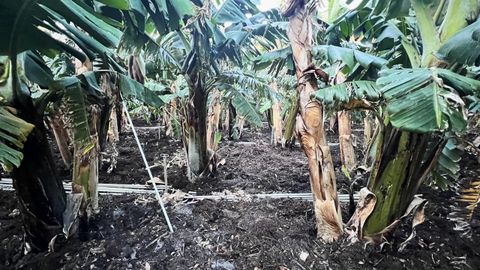 La primera finca que dio pltanos sobre la lava del volcn, en enero de este ao