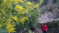 Floraci�n de mimosas en la parroquia de A Cova, en el municipio de Carballedo