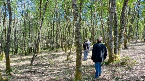 Una visita organizada dentro del proyecto ForestED a un bosque de robles de la parroquia de Laiosa, del que se extrajo madera que se utiliz&oacute; para crear piezas constructivas de car&aacute;cter experimental 