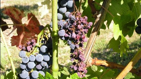 Vi&ntilde;edo afectado por flavescencia dorada
