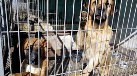 Dos perros en una de las jaulas del albergue de animales de Oviedo