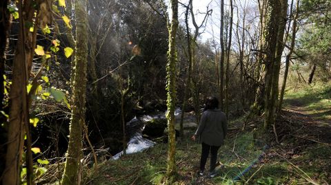 Bosque atl�ntico. Su importancia. Es un bosque de ribera dentro del bosque atl�ntico de robles m�s extenso y mejor conservado de Europa. Cuenta con la mayor variedad de especies de helechos, algunos �nicos, y formaciones end�micas de musgos y l�quenes. Tambi�n alberga especies animales end�micas y en peligro de extinci�n, y es uno de los �ltimos refugios en Galicia del b�ho real.