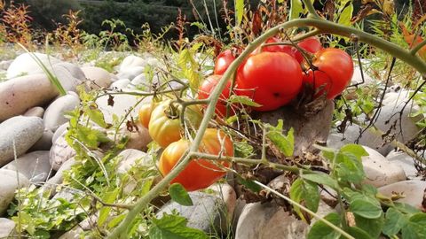 Una planta de tomates en una cosecha del r�o Caudal